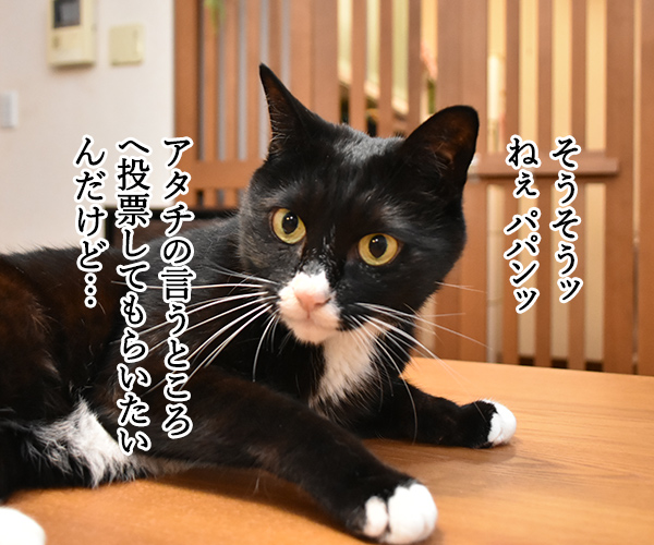 不在者投票に行ったのに？　猫の写真で４コマ漫画　２コマ目ッ