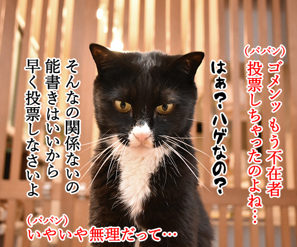 不在者投票に行ったのに？　猫の写真で４コマ漫画　３コマ目ッ