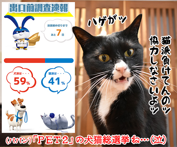 不在者投票に行ったのに？　猫の写真で４コマ漫画　４コマ目ッ