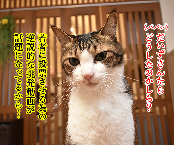 『若者よ、選挙に行くな』って動画があるんですってッ　猫の写真で４コマ漫画　２コマ目ッ