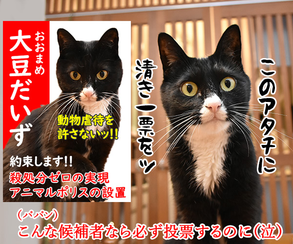 『若者よ、選挙に行くな』って動画があるんですってッ　猫の写真で４コマ漫画　４コマ目ッ