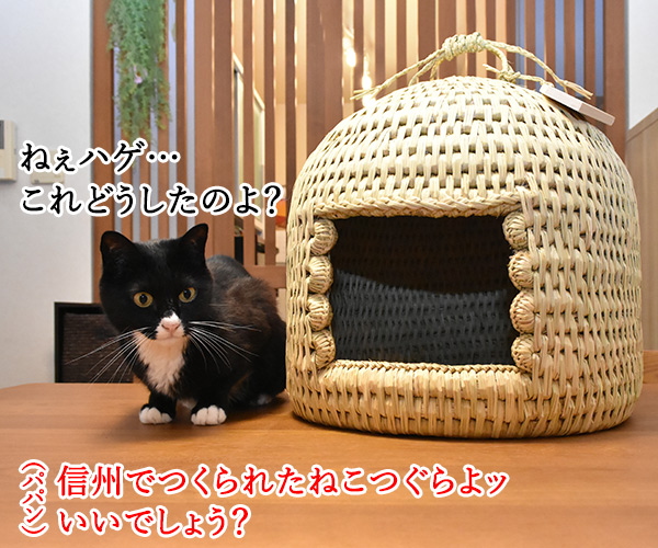 信州安曇野産の藁100％の『ねこつぐら』なのッ　猫の写真で４コマ漫画　１コマ目ッ