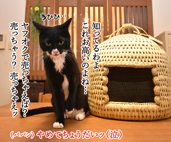 信州安曇野産の藁100％の『ねこつぐら』なのッ　猫の写真で４コマ漫画　２コマ目ッ