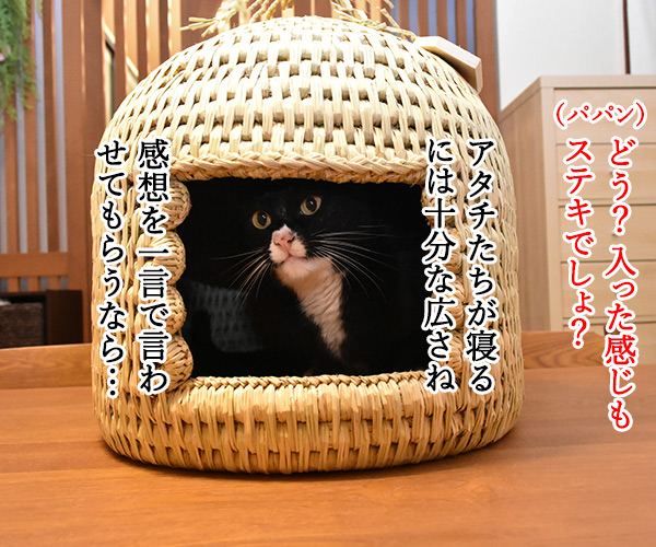 信州安曇野産の藁100％の『ねこつぐら』なのッ　猫の写真で４コマ漫画　３コマ目ッ