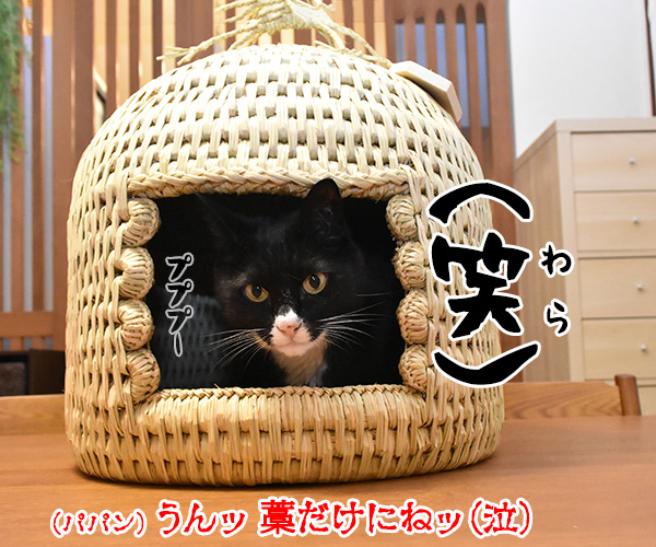 信州安曇野産の藁100％の『ねこつぐら』なのッ　猫の写真で４コマ漫画　４コマ目ッ