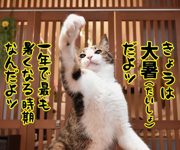 きょうは大暑（たいしょ）なんですってッ　猫の写真で４コマ漫画　１コマ目ッ