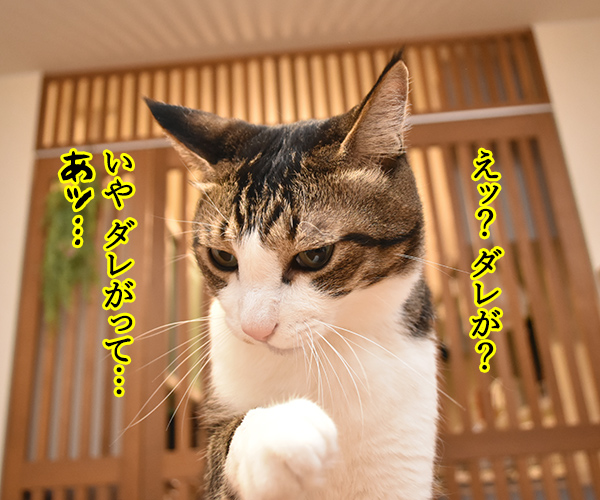 きょうは大暑（たいしょ）なんですってッ　猫の写真で４コマ漫画　３コマ目ッ