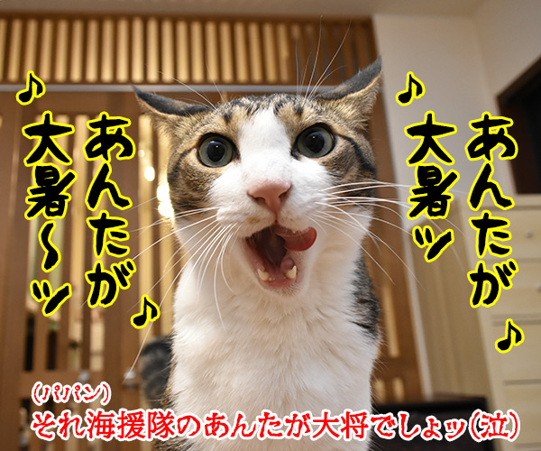 きょうは大暑（たいしょ）なんですってッ　猫の写真で４コマ漫画　４コマ目ッ