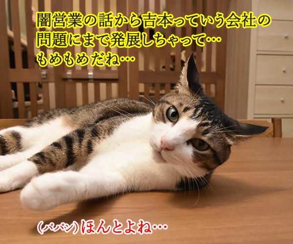 吉本興業で爆弾騒ぎがあったのよッ　猫の写真で４コマ漫画　２コマ目ッ