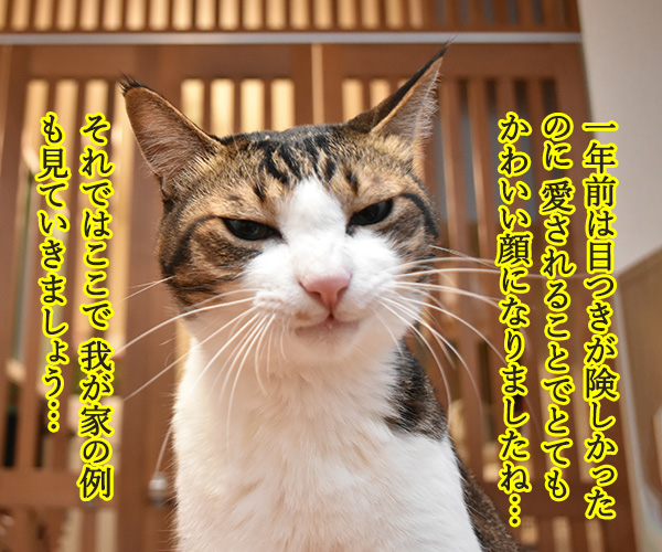 愛情を受け続けた猫ちゃんがとってもかわいくなったんですってッ　猫の写真で４コマ漫画　２コマ目ッ