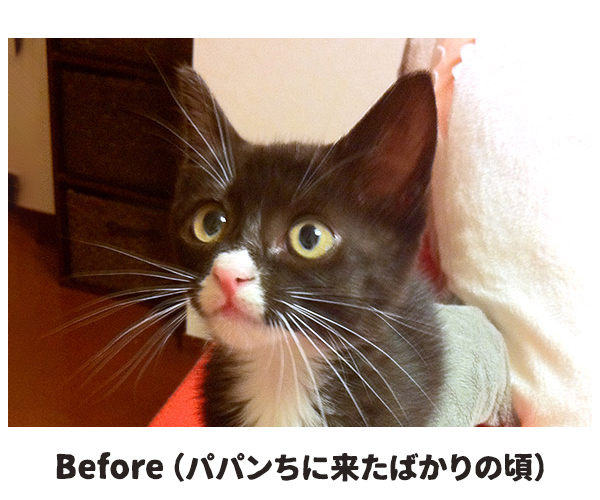 愛情を受け続けた猫ちゃんがとってもかわいくなったんですってッ　猫の写真で４コマ漫画　３コマ目ッ