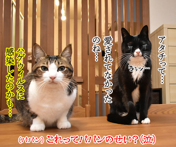 愛情を受け続けた猫ちゃんがとってもかわいくなったんですってッ　猫の写真で４コマ漫画　４コマ目ッ