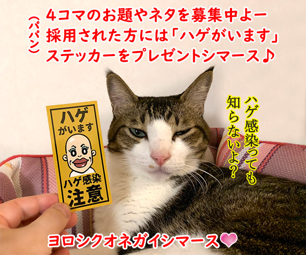 小泉進次郎さん 滝川クリステルさん ご結婚オメデトゴザマース　猫の写真で４コマ漫画　５コマ目ッ