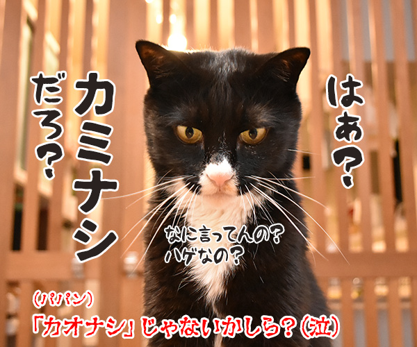 『千と千尋の神隠し』ごっこするよーッ　猫の写真で４コマ漫画　４コマ目ッ