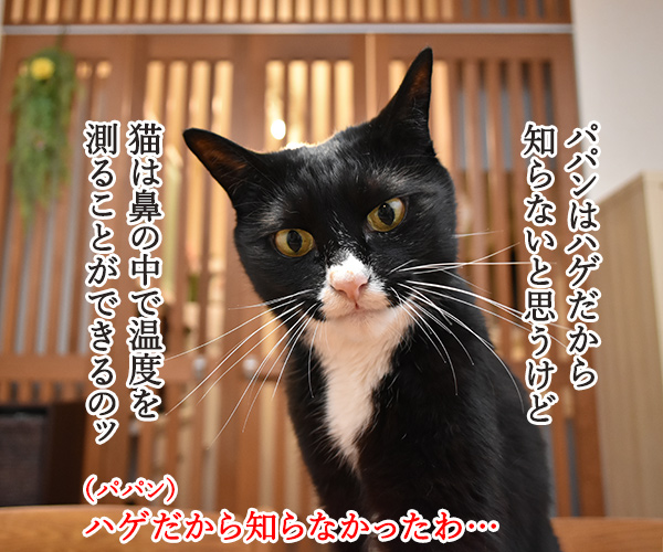 なぜ猫さんは涼しいところを見つけられるのかしら？　猫の写真で４コマ漫画　１コマ目ッ