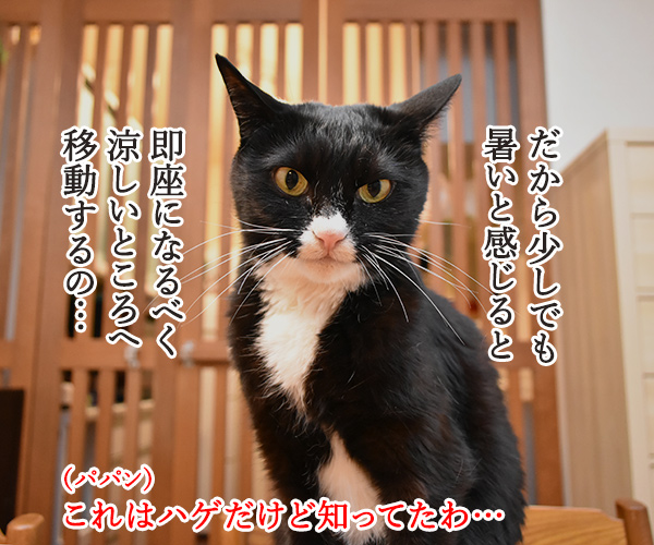 なぜ猫さんは涼しいところを見つけられるのかしら？　猫の写真で４コマ漫画　２コマ目ッ