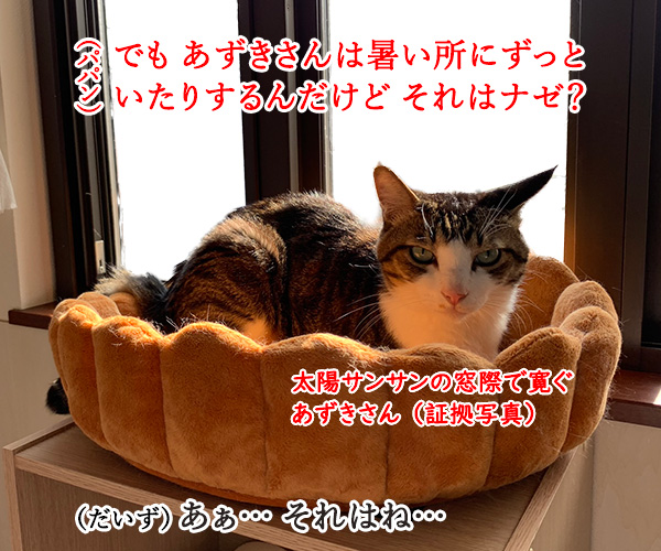 なぜ猫さんは涼しいところを見つけられるのかしら？　猫の写真で４コマ漫画　３コマ目ッ