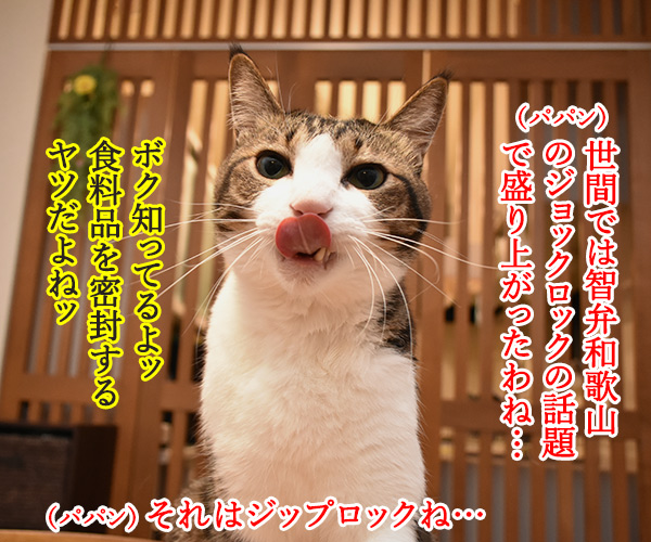 きょうは高校野球の決勝戦なのよッ　猫の写真で４コマ漫画　２コマ目ッ