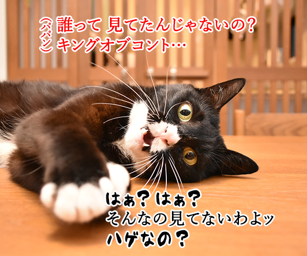 キングオブコントはどぶろっくが優勝したのよッ　猫の写真で４コマ漫画　３コマ目ッ