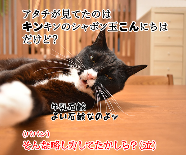 キングオブコントはどぶろっくが優勝したのよッ　猫の写真で４コマ漫画　４コマ目ッ