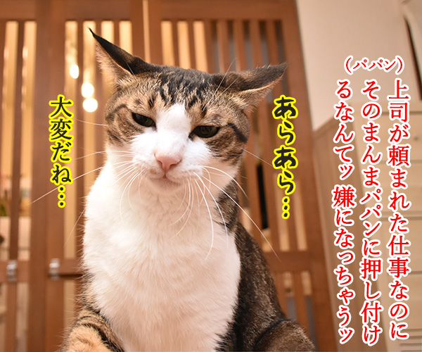 そのまんまパパンになんてイヤイヤーン　猫の写真で４コマ漫画　１コマ目ッ