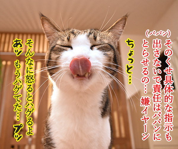 そのまんまパパンになんてイヤイヤーン　猫の写真で４コマ漫画　２コマ目ッ