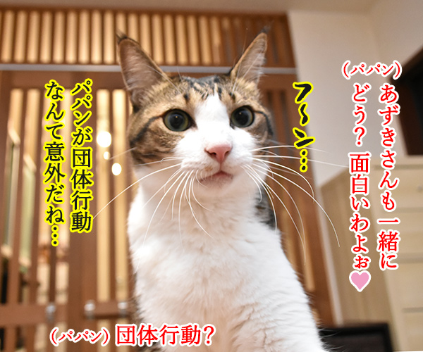 おっさんずラブのDVDをイッキ見しちゃったのよッ　猫の写真で４コマ漫画　３コマ目ッ