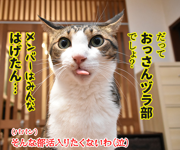 おっさんずラブのDVDをイッキ見しちゃったのよッ　猫の写真で４コマ漫画　４コマ目ッ