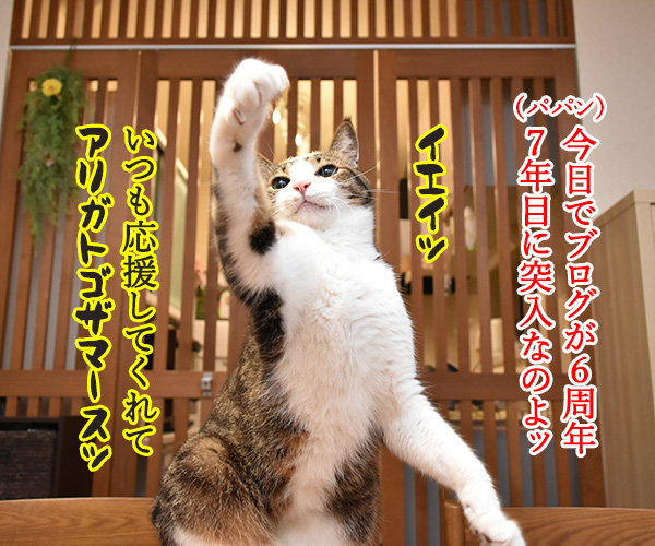 今日から7年目突入デースッ　猫の写真で４コマ漫画　１コマ目ッ