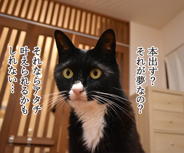 今日から7年目突入デースッ　猫の写真で４コマ漫画　３コマ目ッ