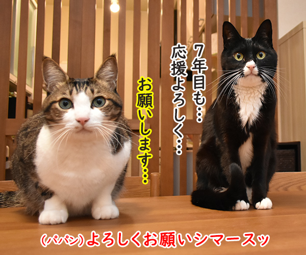 今日から7年目突入デースッ　猫の写真で４コマ漫画　５コマ目ッ