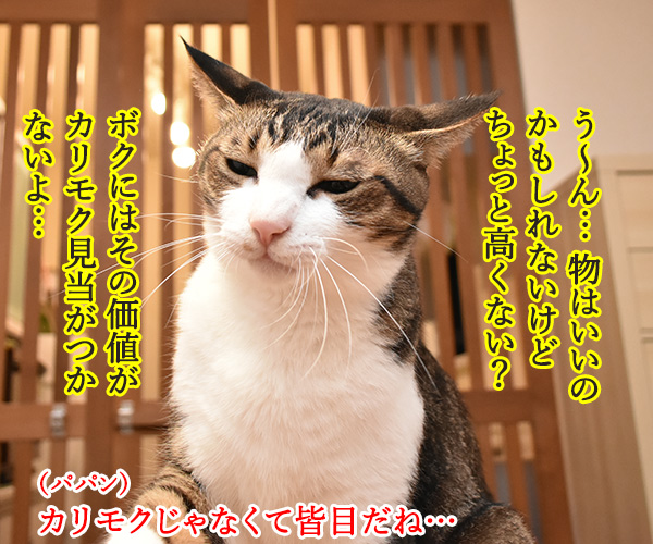 カリモクのキャットタワーはとってもシャレオツなのよッ　猫の写真で４コマ漫画　２コマ目ッ