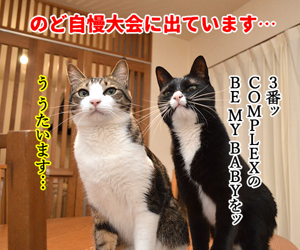 のど自慢大会　其の五　猫の写真で４コマ漫画　１コマ目ッ