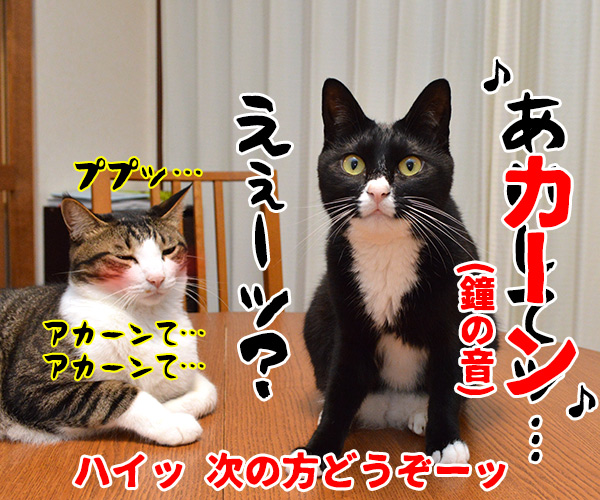 のど自慢大会　其の五　猫の写真で４コマ漫画　４コマ目ッ