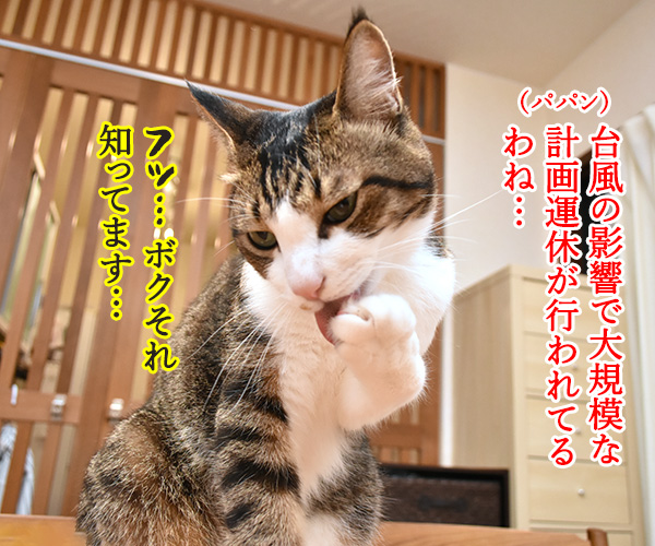 台風の影響で大規模な計画運休なのよッ　猫の写真で４コマ漫画　１コマ目ッ