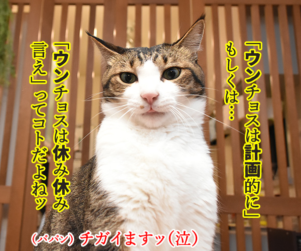 台風の影響で大規模な計画運休なのよッ　猫の写真で４コマ漫画　２コマ目ッ