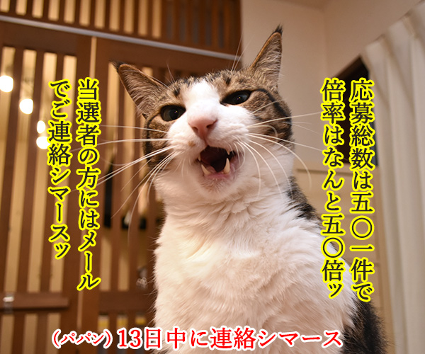カレンダープレゼントにたくさんのご応募アリガトゴザマースッ　猫の写真で４コマ漫画　２コマ目ッ