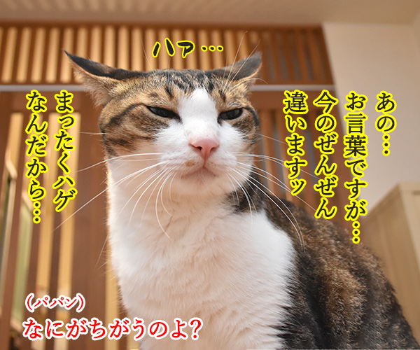 来年の体育の日は10月じゃないのよッ　猫の写真で４コマ漫画　３コマ目ッ