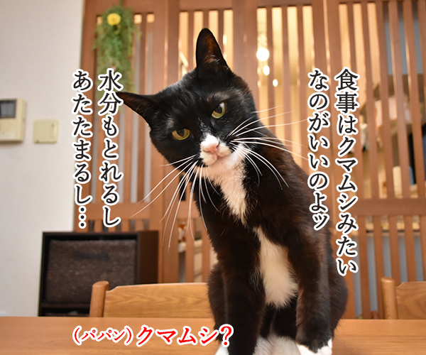 猫さんは寒くてお水飲まないと下部尿路疾患になっちゃうのよッ　猫の写真で４コマ漫画　３コマ目ッ