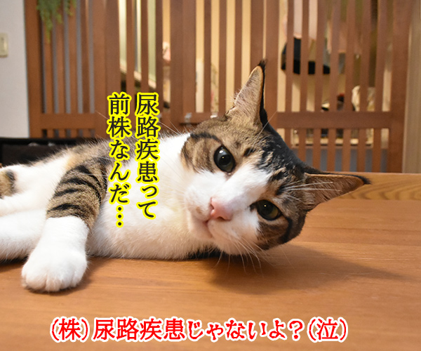 猫さんは寒くてお水飲まないと下部尿路疾患になっちゃうのよッ　猫の写真で４コマ漫画　５コマ目ッ