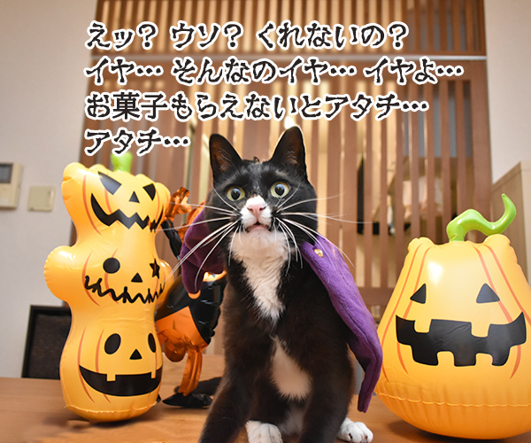 ハロウィン お菓子くれなきゃイタズラしちゃうぞッ（だいず編）　猫の写真で４コマ漫画　３コマ目ッ