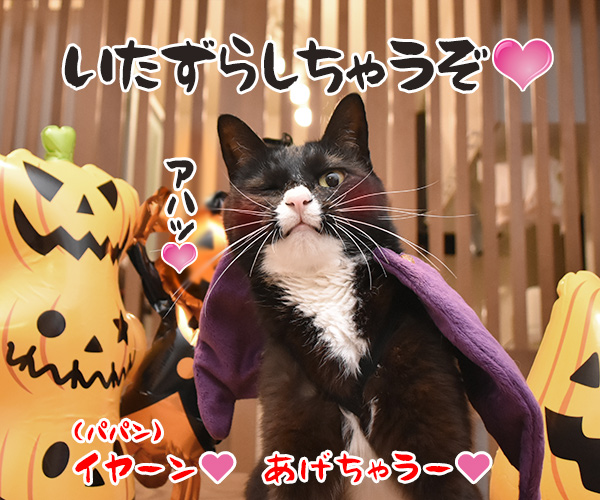 ハロウィン お菓子くれなきゃイタズラしちゃうぞッ（だいず編）　猫の写真で４コマ漫画　４コマ目ッ