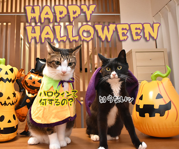 ハロウィン お菓子くれなきゃイタズラしちゃうぞッ（だいず編）　猫の写真で４コマ漫画　４コマ目ッ