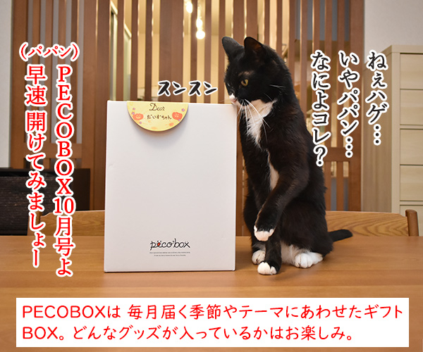 PECOBOXを初めて購入してみたのッ