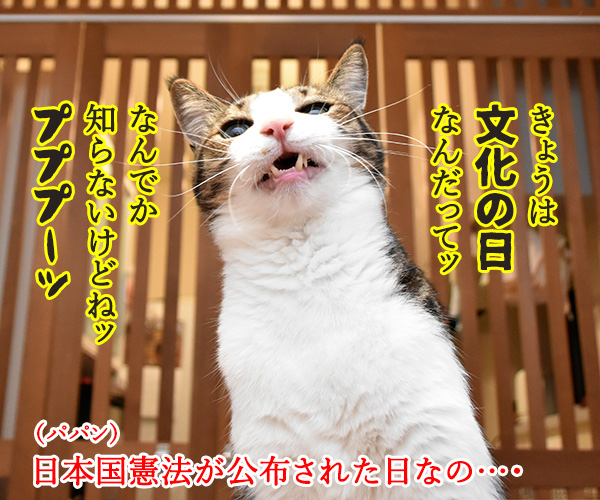 11月3日は「文化の日」で「いいお産の日」なのよッ　猫の写真で４コマ漫画　１コマ目ッ