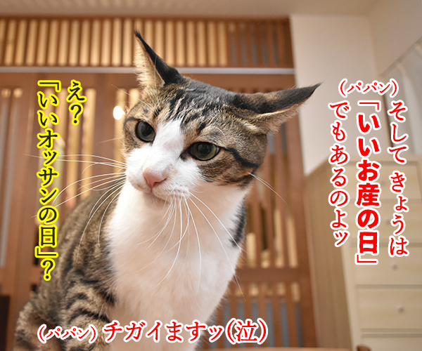 11月3日は「文化の日」で「いいお産の日」なのよッ　猫の写真で４コマ漫画　２コマ目ッ