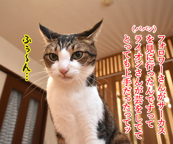 ボクだって芸できるもんッ　猫の写真で４コマ漫画　１コマ目ッ