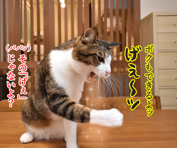 ボクだって芸できるもんッ　猫の写真で４コマ漫画　２コマ目ッ