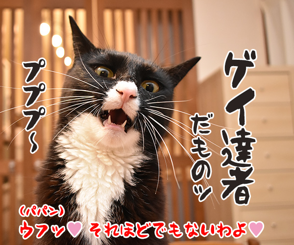 ボクだって芸できるもんッ　猫の写真で４コマ漫画　４コマ目ッ