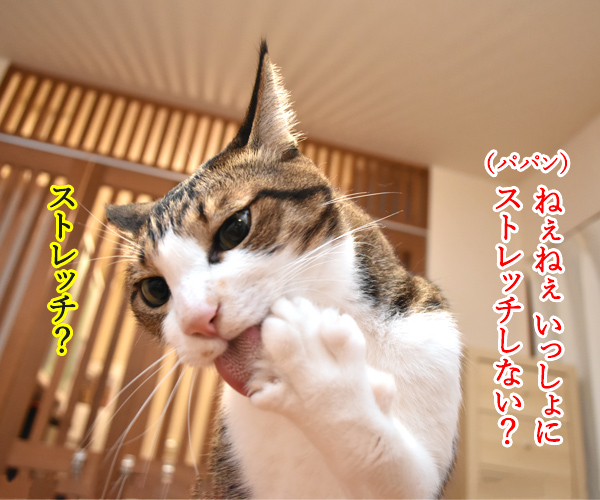 パパンと一緒にストレッチしませんこと？　猫の写真で４コマ漫画　１コマ目ッ